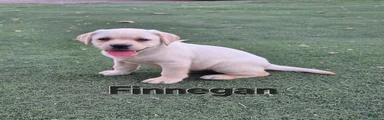 Finnegan