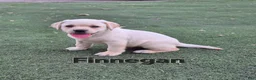Labrador Retriever dogs for sale: Finnegan - Ad 1