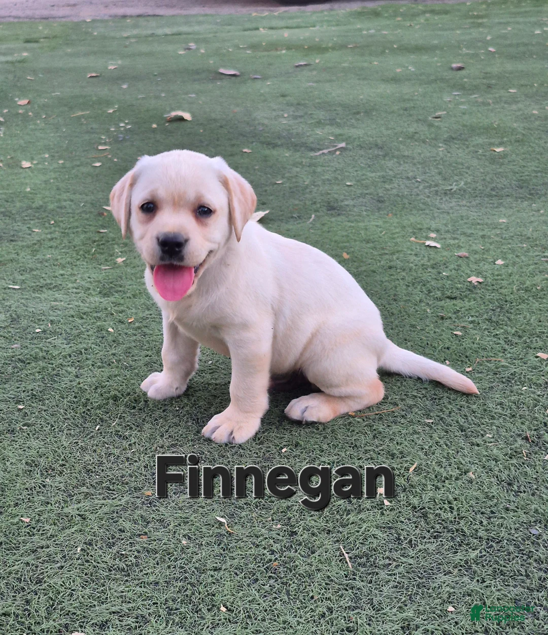 Labrador Retriever dogs for sale: Finnegan - Ad 1