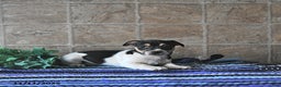 Jack Russell Terrier dogs for sale: Archie - Ad 3