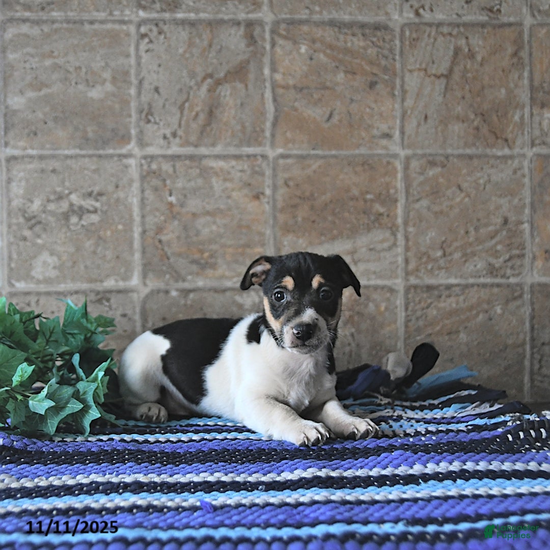 Jack Russell Terrier dogs for sale: Archie - Ad 3