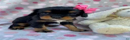 Cavalier King Charles Spaniel dogs for sale: Oakley-small - Ad 4