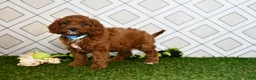 Cavapoo dogs for sale: Wade - Ad 3