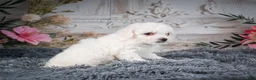 Bichon Frise dogs for sale: AKC-Faith - Ad 6
