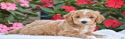 Mini Goldendoodle dogs for sale: Austin - Mini F1BB - Ad 5