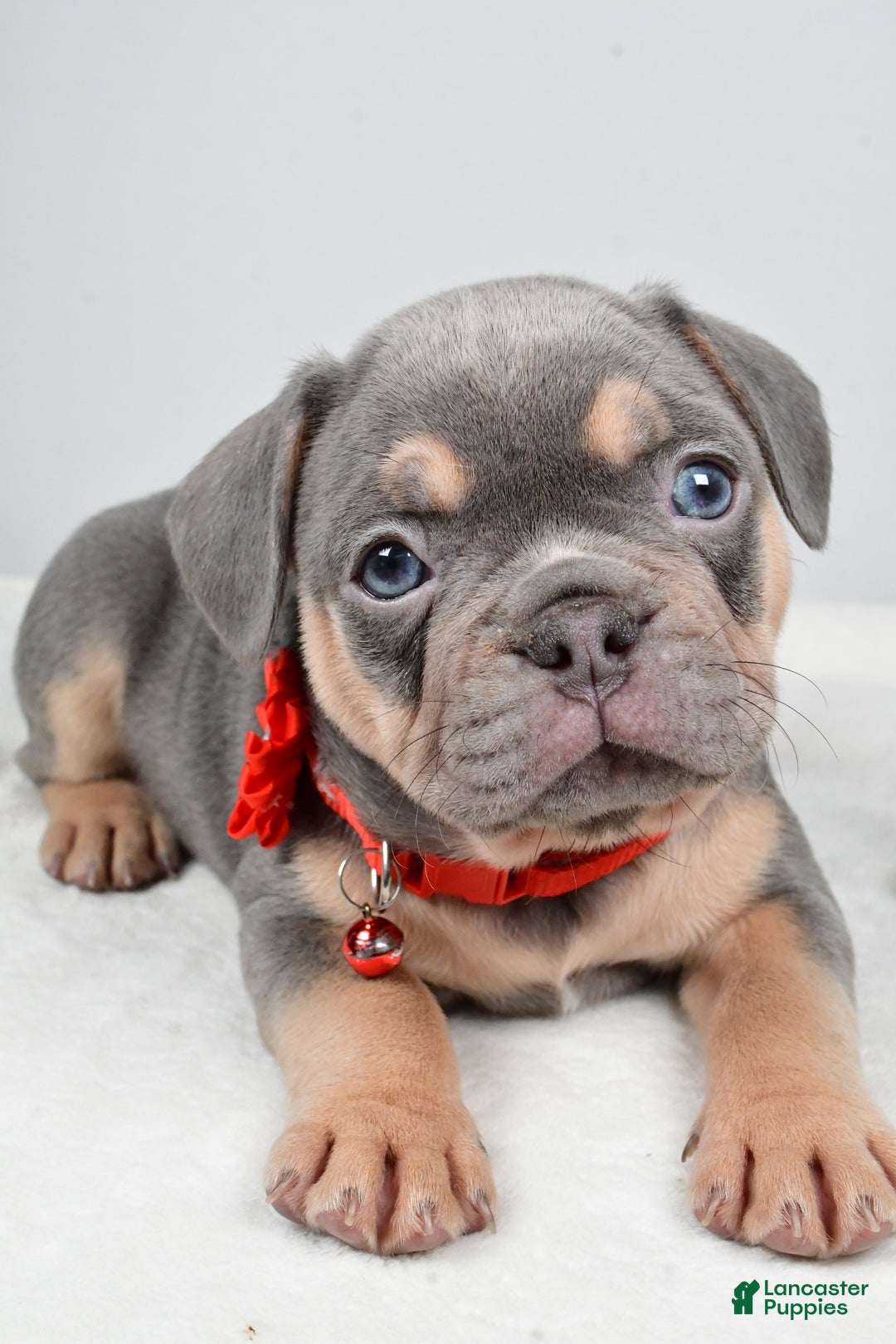 French Bulldog dogs for sale: Wren - Ad 8