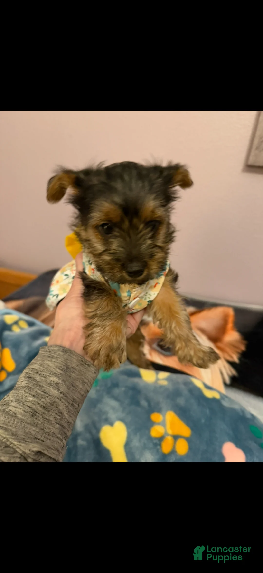 Yorkshire Terrier dogs for sale: Yorkshire Terrier Puppy 4 - Ad 1