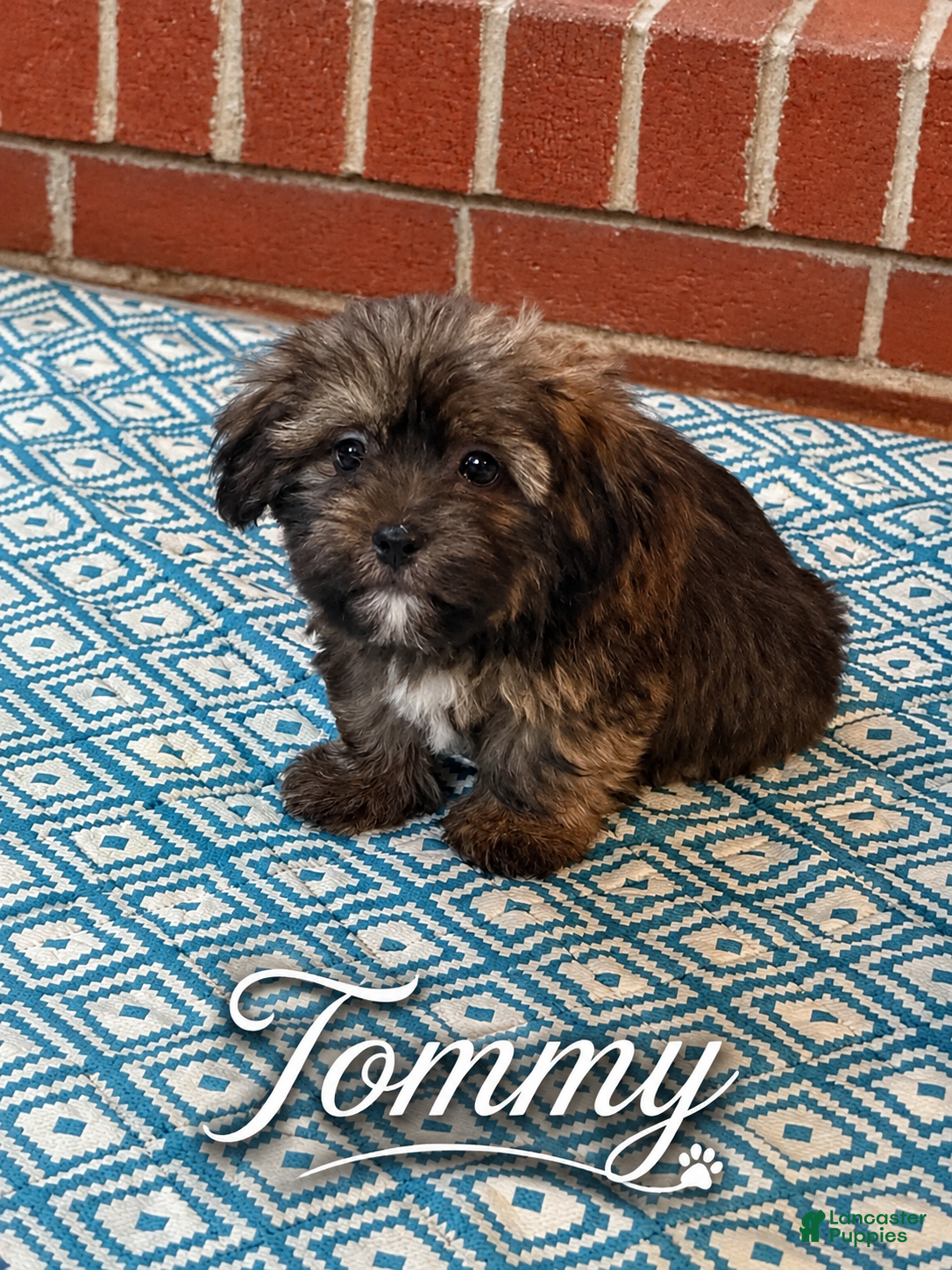 Shorkie dogs Tommy - Ad 37