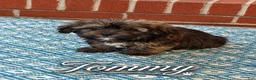 Shorkie dogs for sale: Tommy - Ad 1