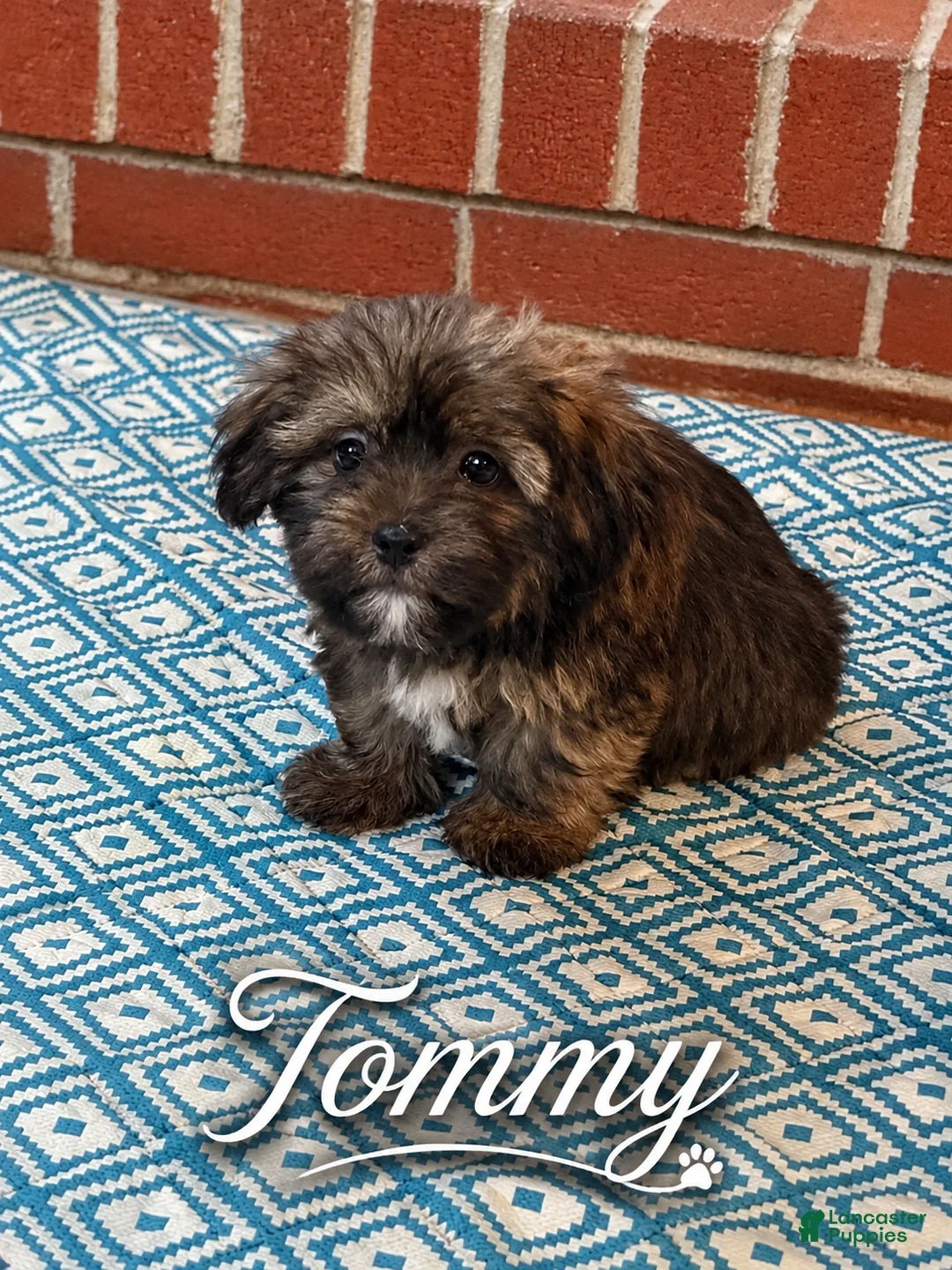 Shorkie dogs for sale: Tommy - Ad 1
