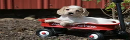 Miniature Dachshund dogs for sale: Vallory - Ad 4