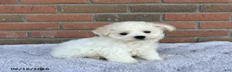 Bichon Frise dogs for sale: Silver - Ad 1