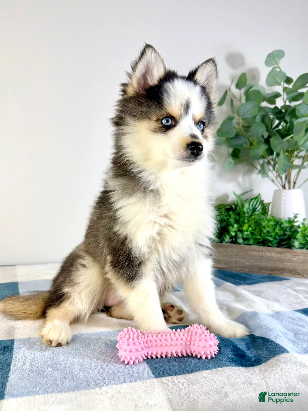 Pomsky dogs for sale: Frost - Ad 2