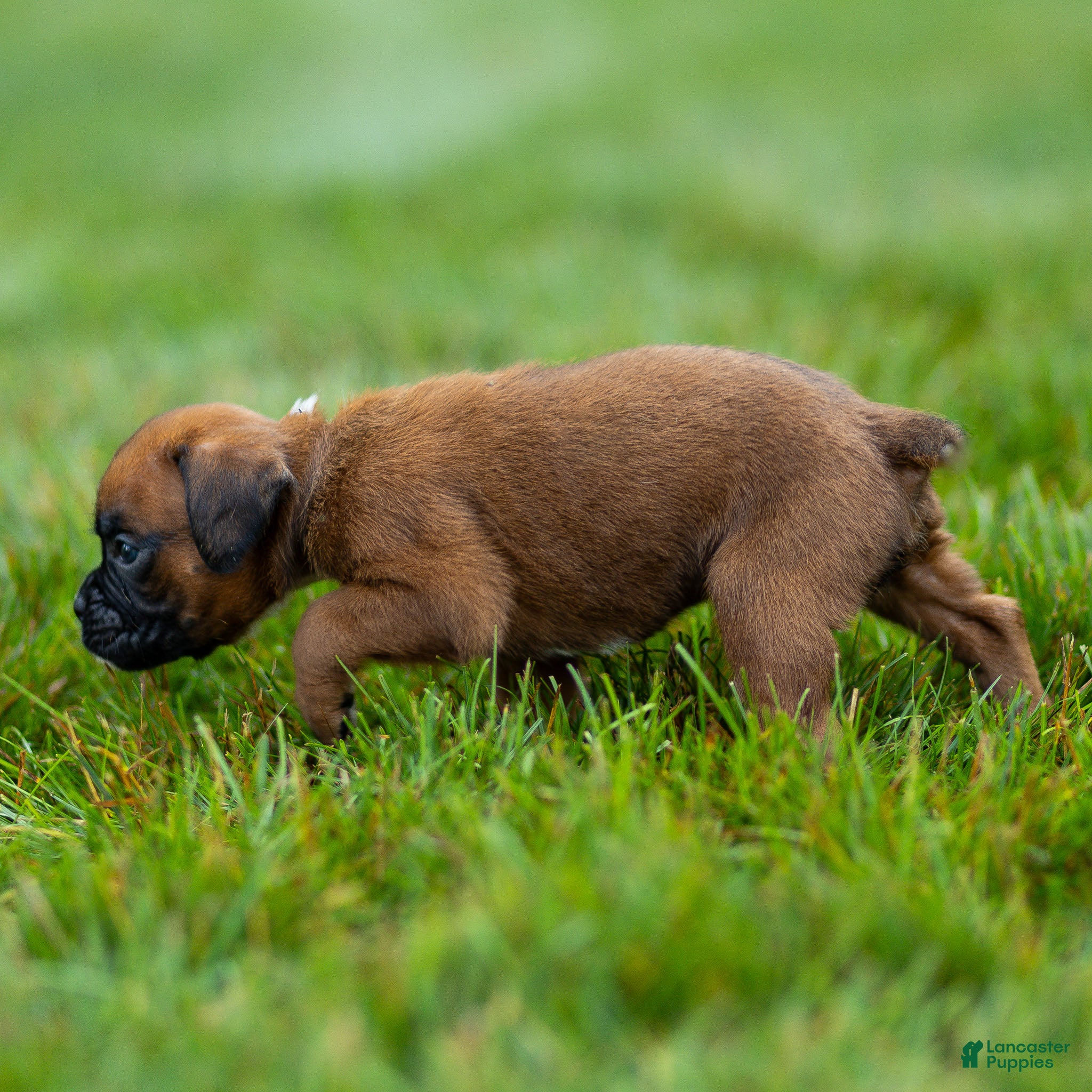 Boxer dogs Narissa Boxer  - Ad 2