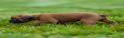 Boxer dogs for sale: Narissa Boxer  - Ad 6