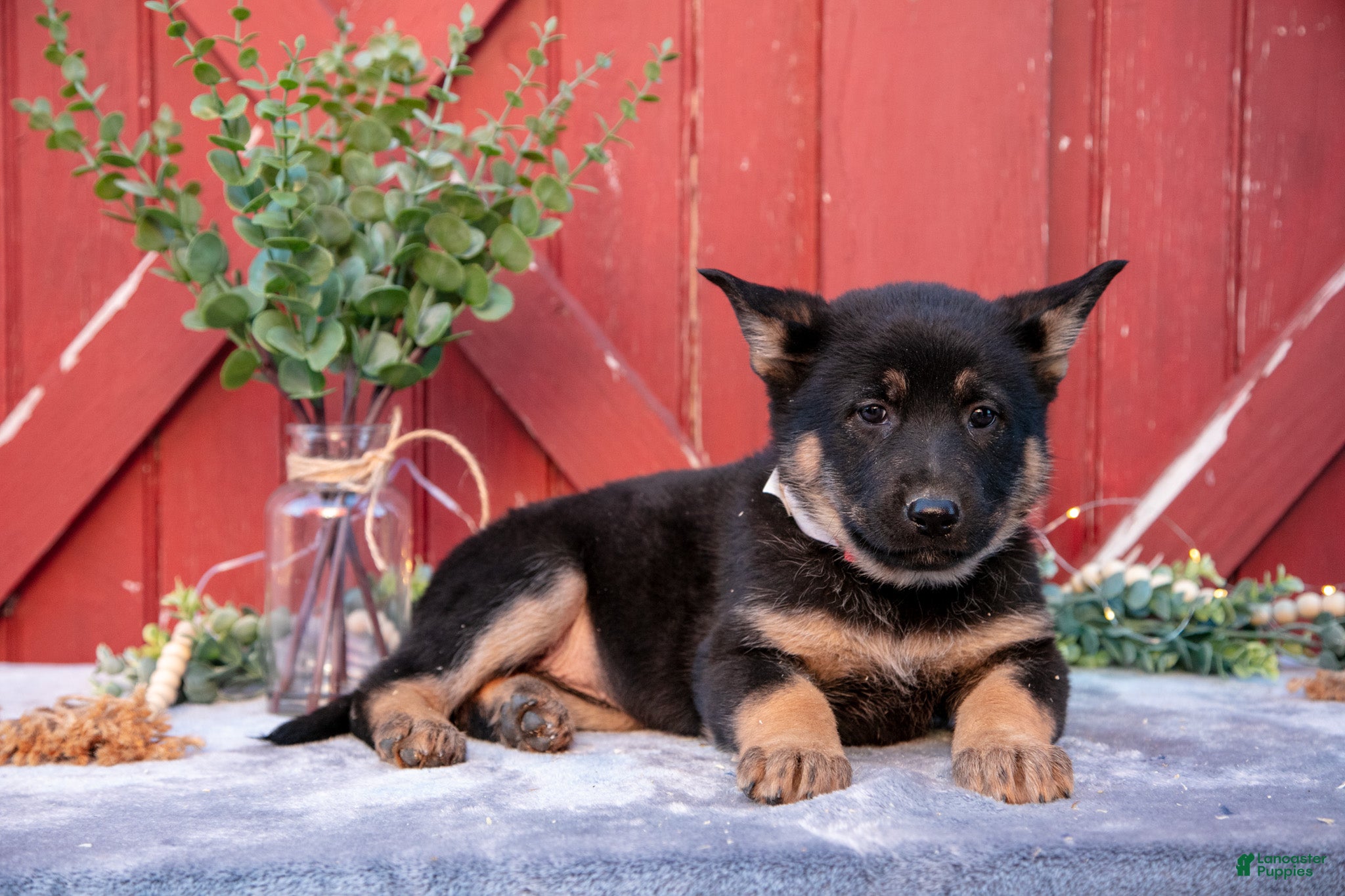 German Shepherd dogs Addie - Ad 2