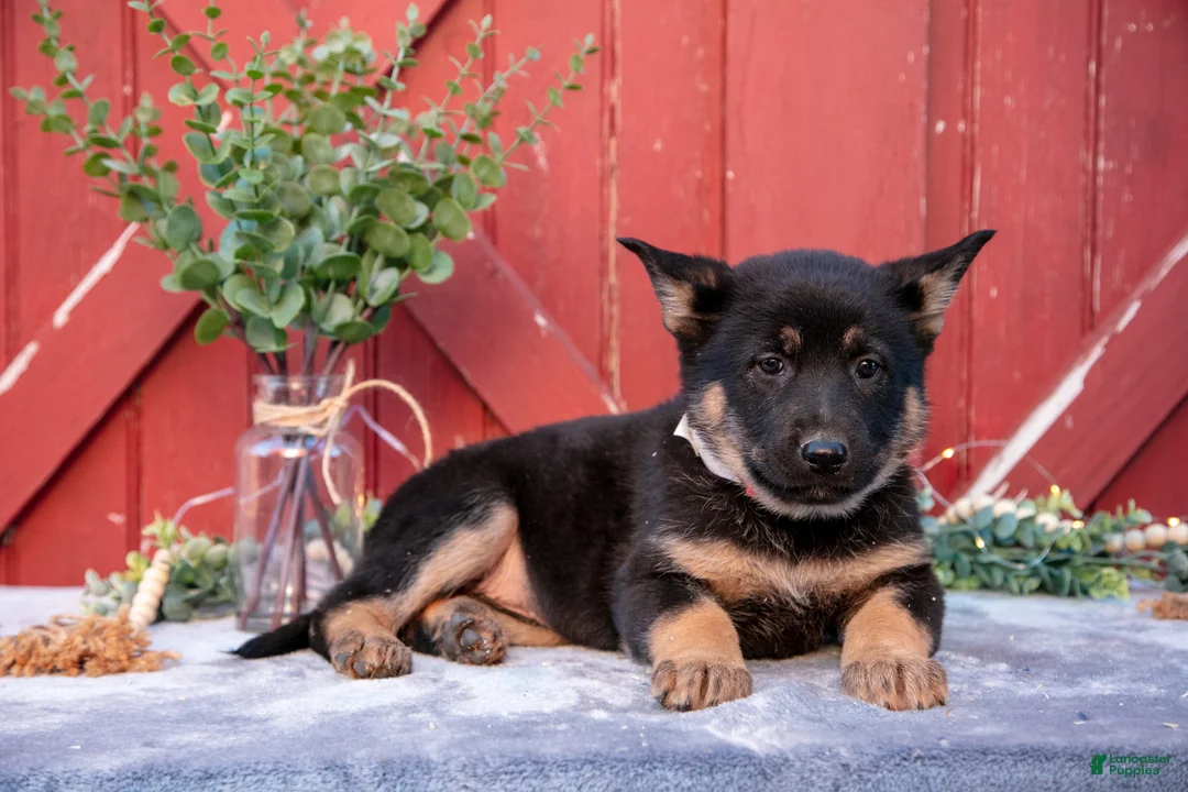 German Shepherd dogs for sale: Addie - Ad 2