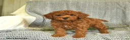 Miniature Poodle dogs for sale: Addie  - Ad 2