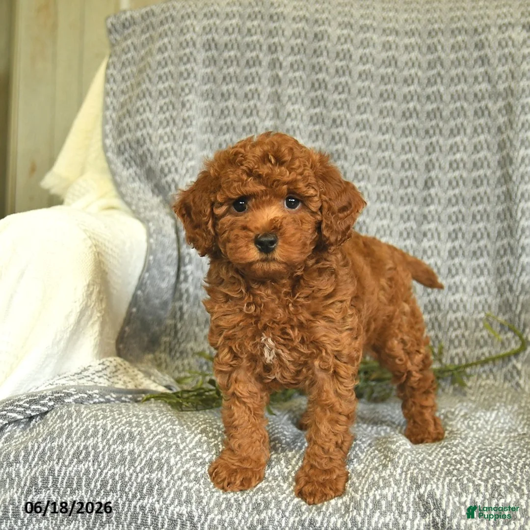 Miniature Poodle dogs for sale: Addie  - Ad 2