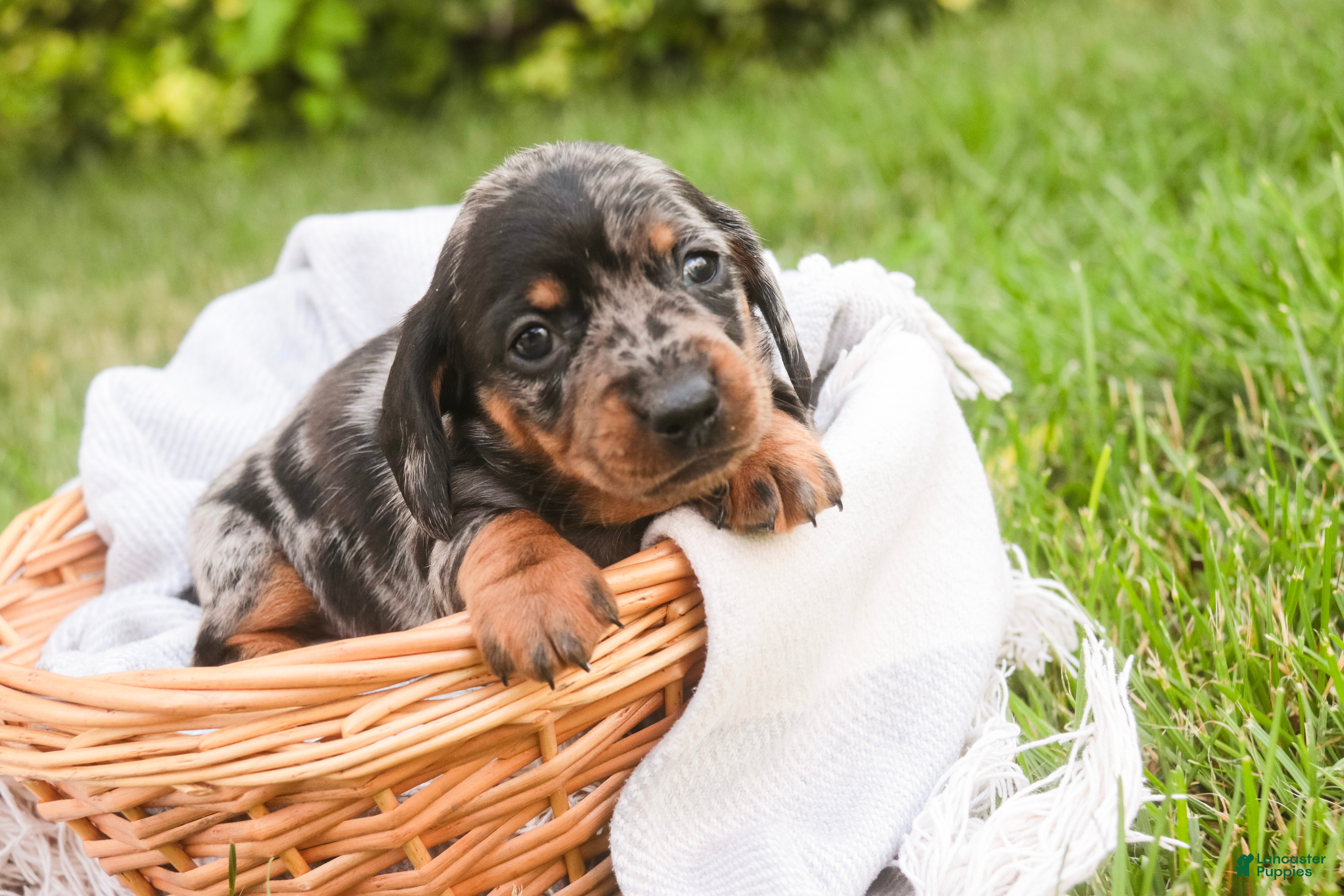 Miniature Dachshund dogs Garrett Miniature Dachshund  - Ad 2