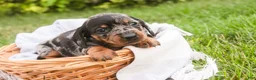 Miniature Dachshund dogs for sale: Garrett Miniature Dachshund  - Ad 2