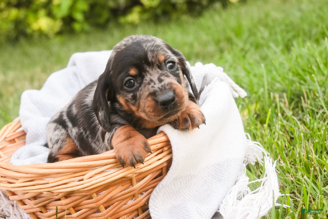 Miniature Dachshund dogs for sale: Garrett Miniature Dachshund  - Ad 2