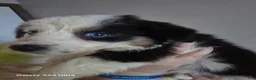 Border Collie dogs for sale: Border Collie 5 - Ad 7
