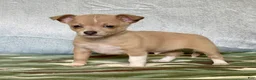Chiweenie dogs for sale: Rambo - Ad 5