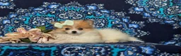 Pomeranian dogs for sale: Chesney - Ad 4
