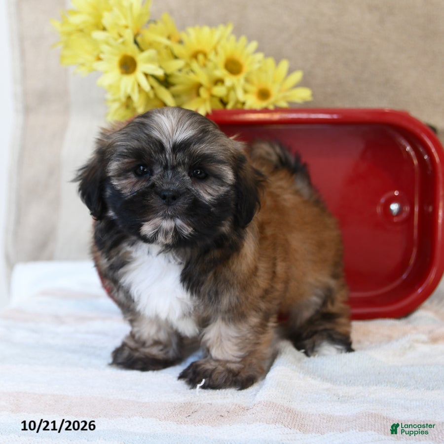 Shih Tzu dogs for sale: Sundae - Ad 1