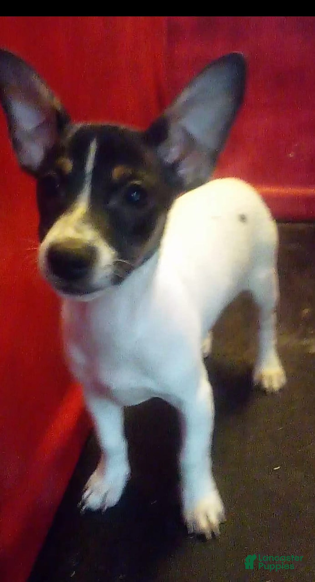 Gallery Image {{count}}