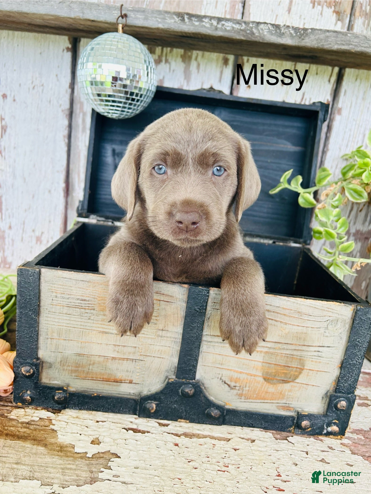 Labrador Retriever dogs for sale: Missy  - Ad 3