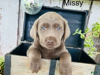 Labrador Retriever dogs for sale: Missy - Ad 3