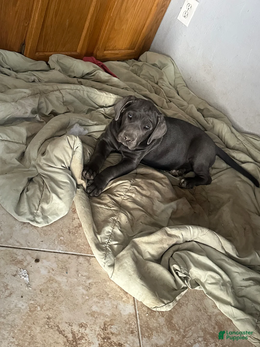 Cane Corso dogs for sale: Cane Corso Puppy 1 - Ad 5