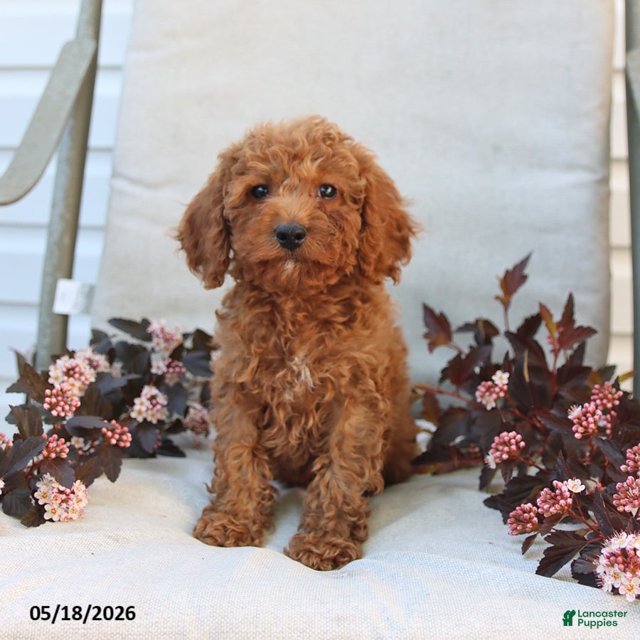 Cockapoo dogs Jerry - Ad 2