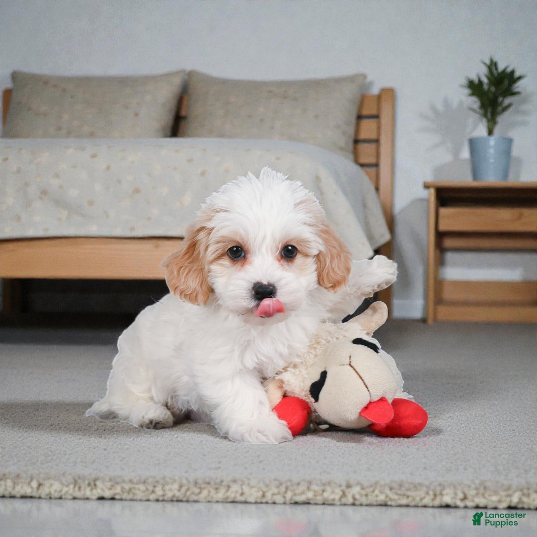 Maltipoo dogs for sale: Cooper - Ad 6