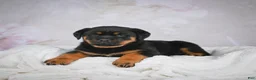 Rottweiler dogs for sale: Gracie - Ad 7