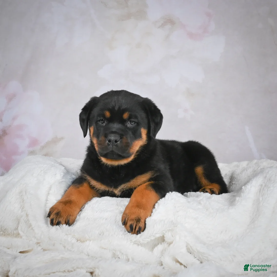 Rottweiler dogs for sale: Gracie - Ad 7