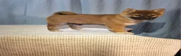 Shiba Inu dogs for sale: Peanut  - Ad 3