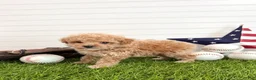 Cavapoo dogs for sale: Slugger - Ad 4