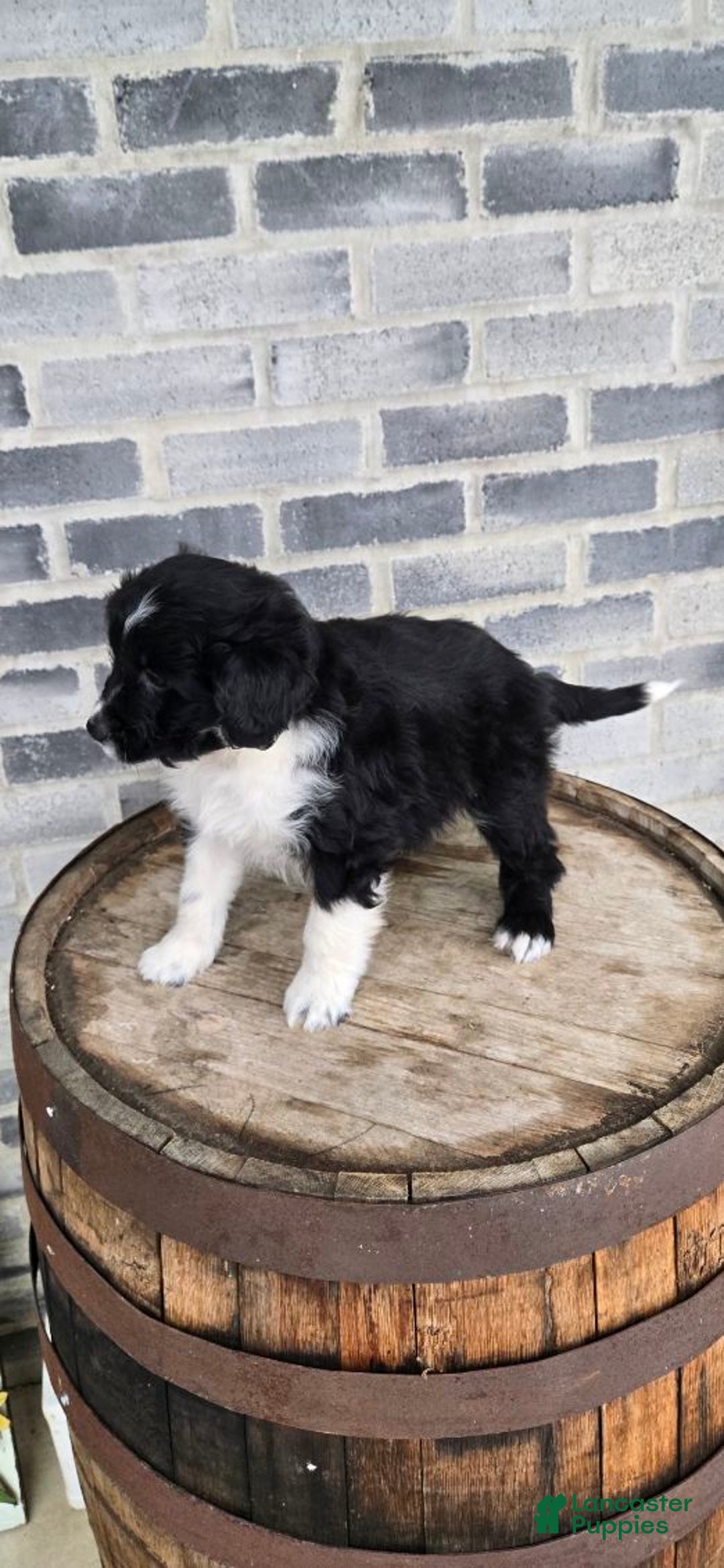 Mini Aussiedoodle dogs for sale: Finn – Male - Ad 7
