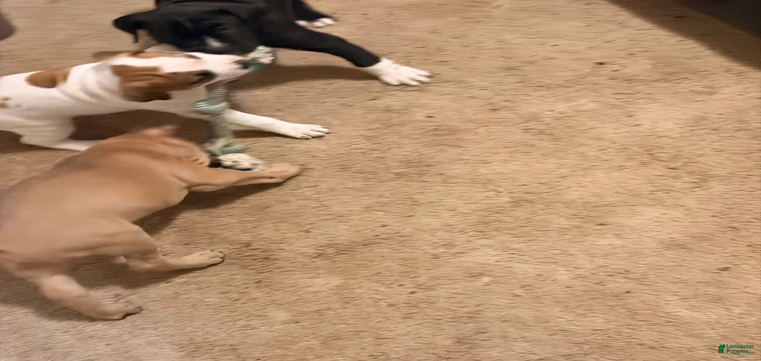 Gallery Image {{count}}