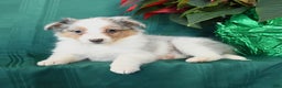 Shetland Sheepdog dogs for sale: Kayden - Ad 3