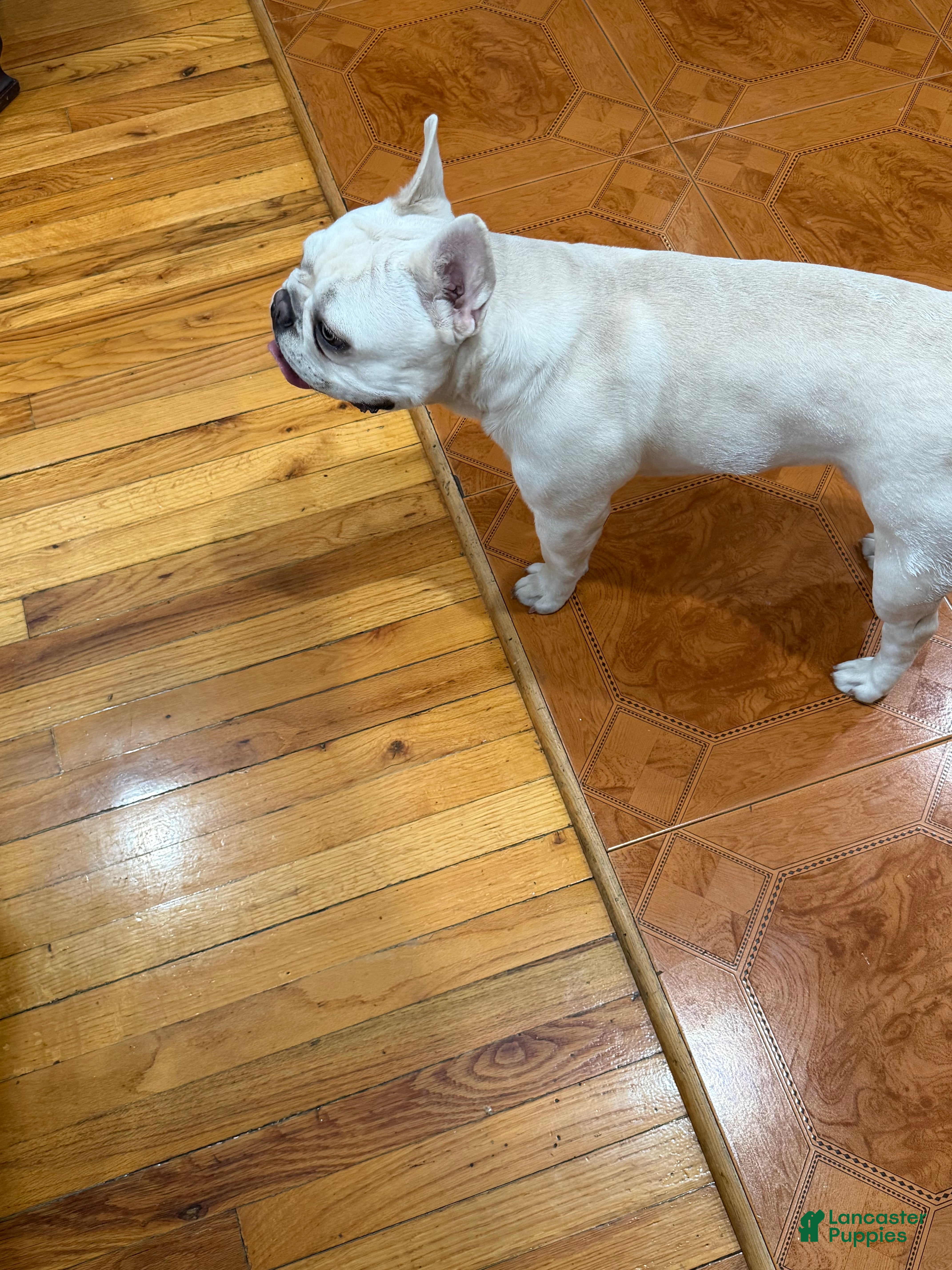 French Bulldog dogs ROCKY - Ad 2