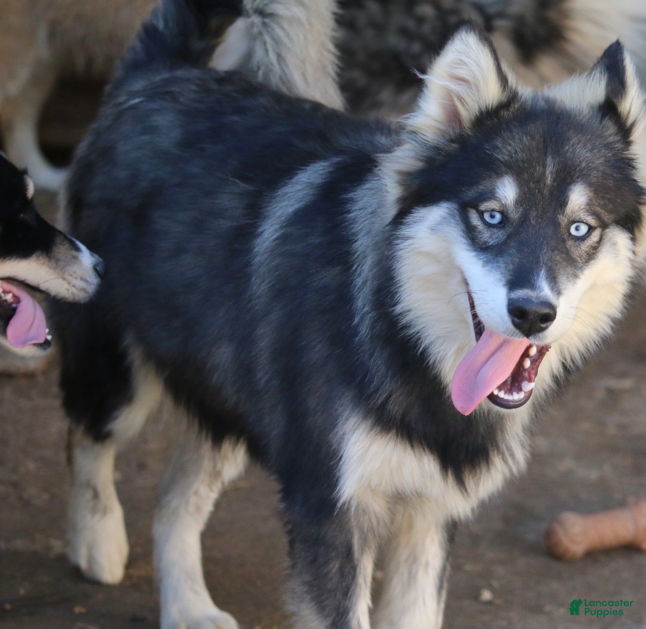 Pomsky dogs for sale: Duke - Ad 1