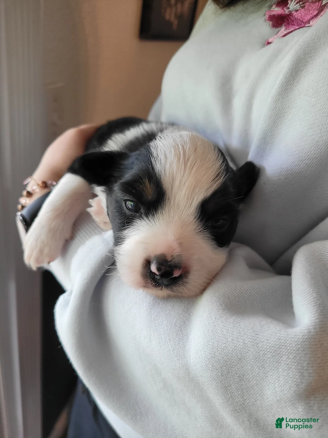 Australian Shepherd dogs for sale: Badger - Ad 2