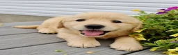 Golden Retriever dogs for sale: Trixie - Ad 5