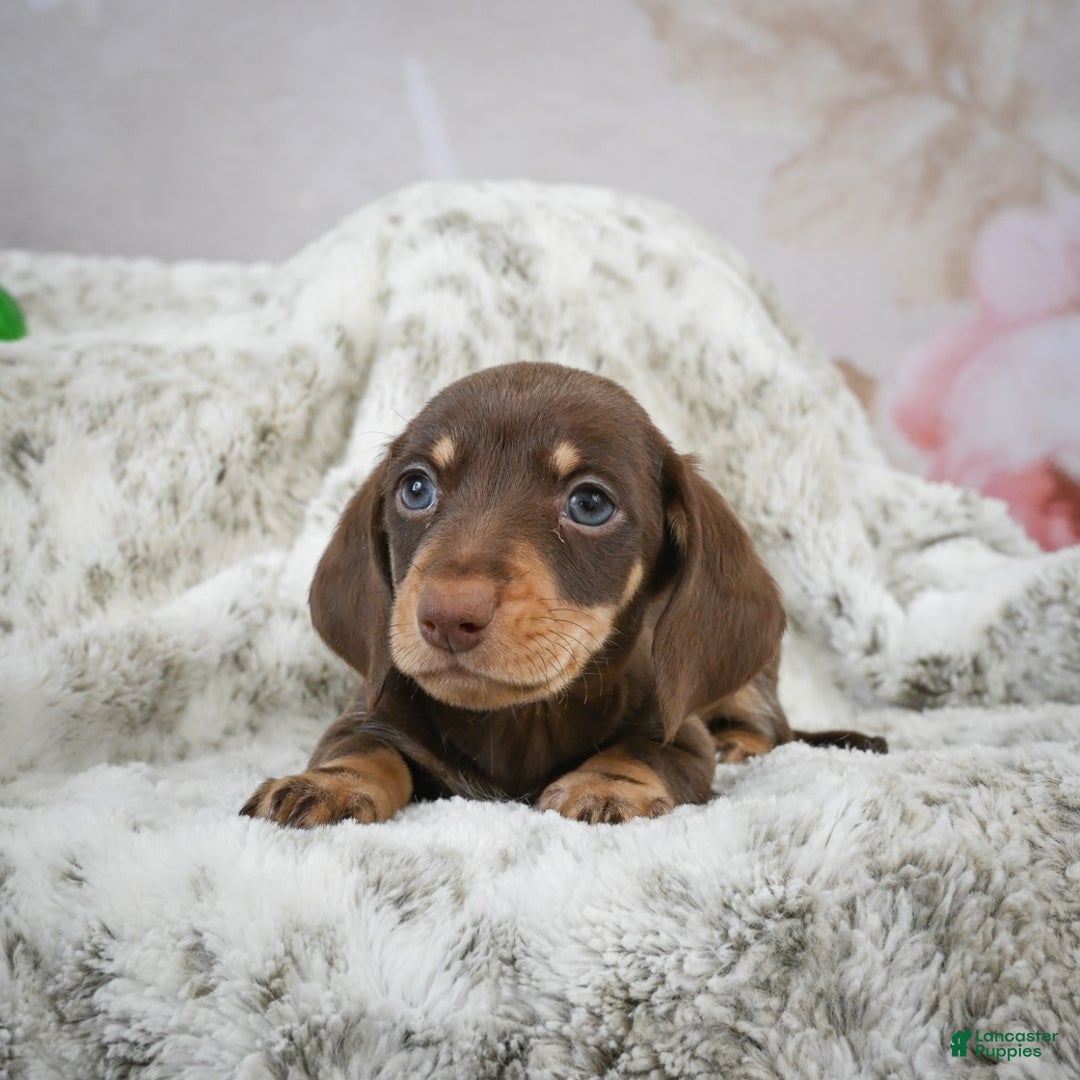 Miniature Dachshund dogs for sale: Maverick - Ad 9