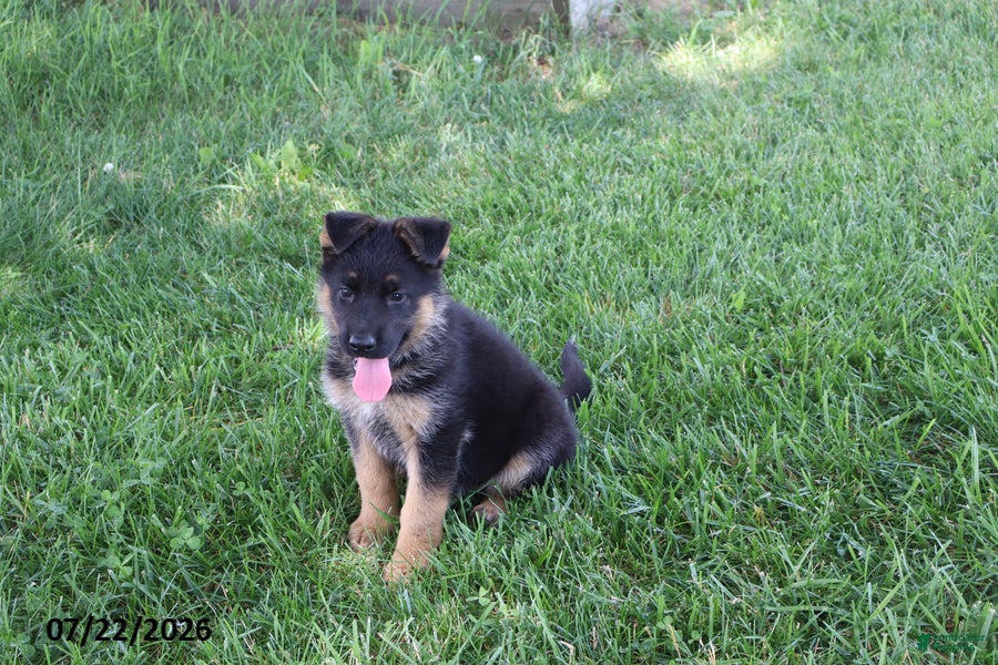 German Shepherd dogs Misty - Ad 1