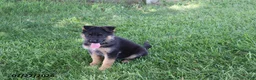 German Shepherd dogs for sale: Misty - Ad 1